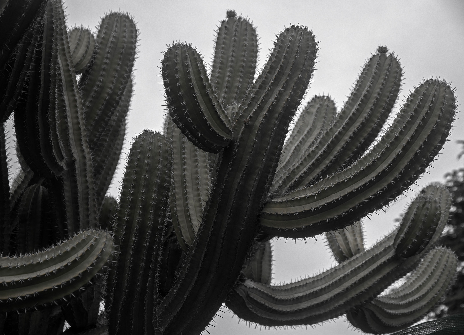 A still photo of a large cactus