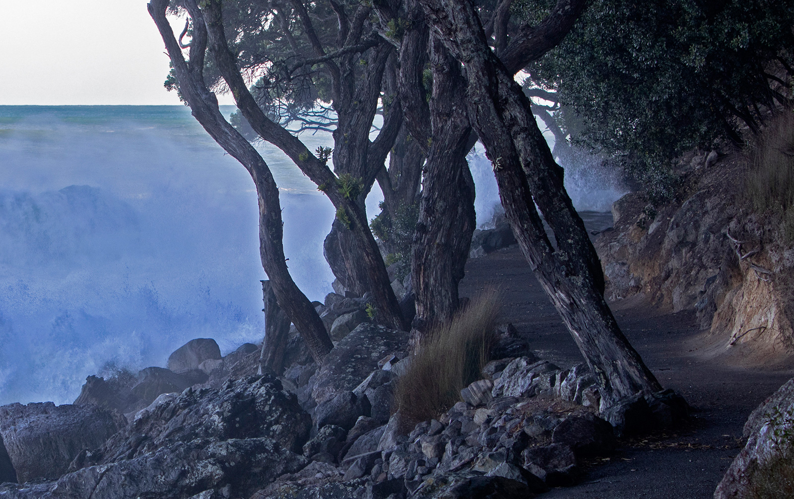 an image of some old trees near ocean