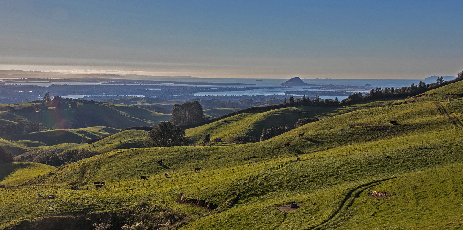 rolling hills with Mt Maunganui in the distance