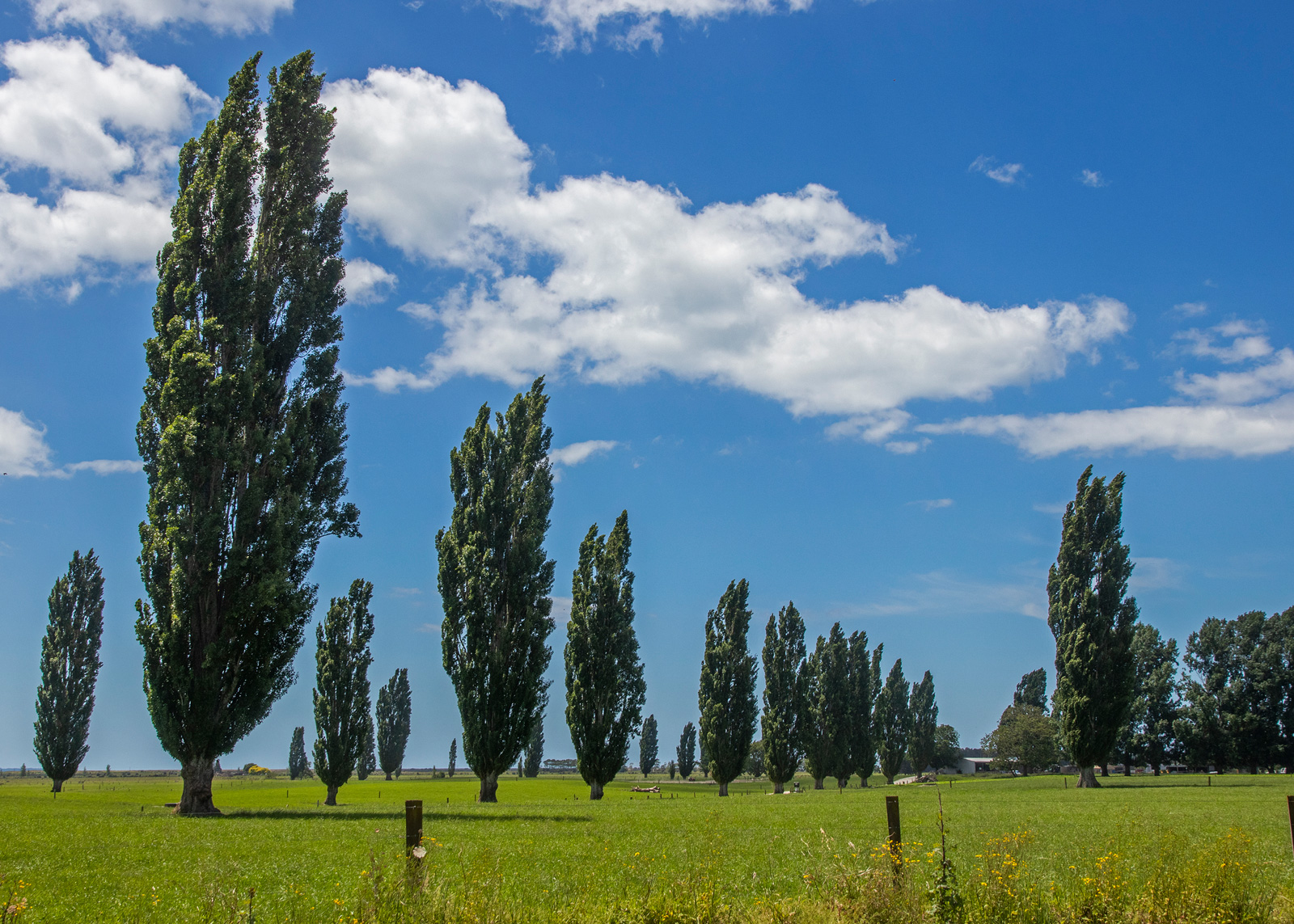 A landscape image of poplar trees